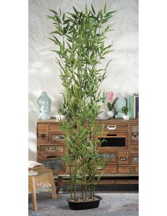 Pianta di Bamboo H180 cm